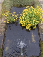 Caltha palustris in garden pond