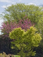 Acer palmatum 'Sango kaku', Prunus and Hornbeam in spring sunshine