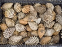 Pine cones collected in basket