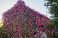 Parthenocissus quinquefolia, also called Virginia creeper with red leaves growing on cottage wall.  September. Autumn. 