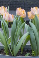 Tulipa 'Salmon Prince' . Several planted in metal container in full flower. March. Spring. 