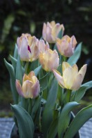 Tulipa 'Salmon Prince' . Several in full flower. March. Spring. 