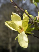 Magnolia 'Lemon Star' or 'Swedish Star'