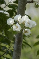 Pyrus communis Pondspeer blossom