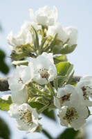Pyrus communis Pondspeer blossom