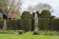 Black metal gate with Snail topiary in formal Yew hedge - Taxus baccata - with spring borders of Tulipa