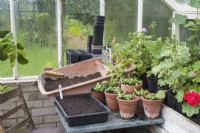 Potting up area in greenhouse on table with young basil plants