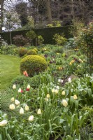 Formal spring border backed by yew hedge featuring tulips  