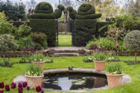 Small circular pool in formal garden with lined with terracotta containers of burgundy Tulipa and black metal gate in Yew hedge with Snail topiary 