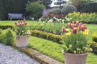 Small formal buxus bed of black and white Tulipa in lawn with terracotta containers of orange Tulipa and violas in front