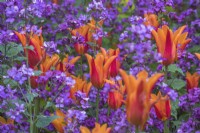 Orange Tulipa 'Ballerina' planted through purple Hesperis matronella - Sweet rocket
