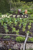 Bed of young broad beans and white tulips in spring vegetable garden