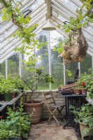 Potting up area at end of greenhouse with seat and table, overwintering citrus tree, grapevine and dried cut flower heads