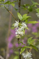 Staphylea colchica 'Grandiflora'