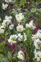 Forced Narcissus 'Avalanche' growing with salad and supported by woven willow in the greenhouse