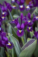 Iris reticulata 'Purple Hill' and the foliage of Tulipa 'Neper'