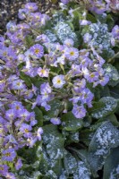 Primula vulgaris 'Avondale' - Kennedy Irish Series - covered with frost