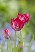 Tulipa 'Innerwheel' - Rembrandt Tulip