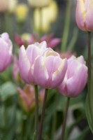 Tulipa 'Mango Charm' - Triumph Tulip