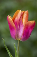 Tulipa 'Orange Legion'