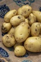 Potato 'Sharpes Express' -  Solanum tuberosum