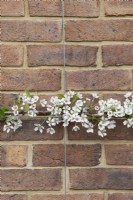 Pyrus communis 'Pysanka' - Pear 'Humbug' blossom supported against a brick wall