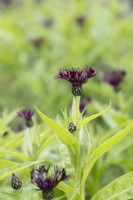 Centaurea montana 'Black Sprite' - Cornflower