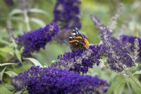 Red admiral butterfly - Vanessa atalanta - on Buddleia davidii 'Buzz Indigo' - Butterfly bush