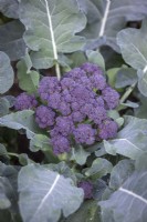 Broccoli 'Burgundy' - Brassica oleracea