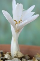 Colchicum autumnale  'Album'  White meadow saffron  September