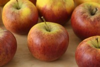 Malus domestica  'Pixie'  Picked apples  November