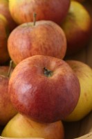 Malus domestica  'Pixie'  Picked apples  November