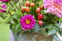 Close-up of a picked up autumn bouquet with dahlia and rose hip and Callistephus chinensis