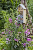 Insect house on wigwam support for sweet peas.