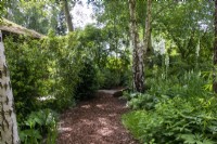 Bark path through the Stroll Garden at Morton Hall Gardens with Betula pendula, bamboo and white digitalis.