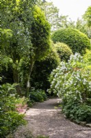 Philadelphus in mixed shrub and tree border with winding gravel path.