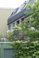 Plant combination of Wisteria sinensis purple, white Syringa and Clematis 'Rubens' in city.