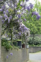 Plant combination of Wisteria sinensis purple, white Syringa and Clematis 'Rubens' pink and wall with containers as boundary for privacy.