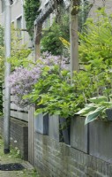 Syringa meyeri 'Palibin' blooming and planted in one of several grey containers in a row on a stone wall of a city garden.