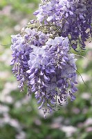 Wisteria sinensis purple