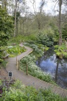Leucojum vernum bordering the pond and boardwalk at Winterbourne Botanic Garden - April