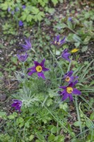 Pulsatilla vulgaris, pasque flower, April