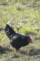 Chicken that eat fresh grass and insects all year round.