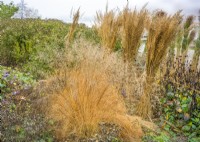 Autumn planting with ornamental grasses, autumn September