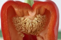 Capsicum red pepper cut open showing seeds  December