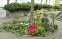 Azalea, Rhododendrons and shrubs planted in a circular bed under a tree. View on stone stairs and stone wall with climbers.