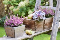 Heather, apples and Graptopetalum paraguayense in a wooden box