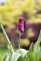Tulipa 'The Lizard' - Rembrandt Tulip