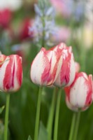 Tulipa 'Spryng Break' - Triumph Tulip