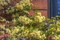 Rosa banksiae flowering on a tile hung wall in early Summer - May